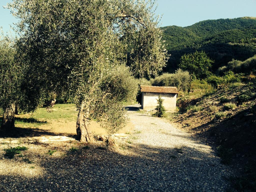 Casa Vacanze Gli Ulivi Borgomaro Rom bilde
